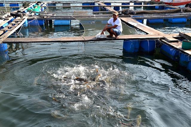 Bí quyết làm giàu: Thu lãi hàng trăm triệu từ nuôi cá lồng bè