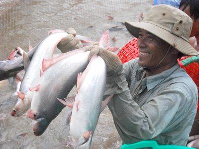 Ngày càng ít hộ dân nuôi cá tra