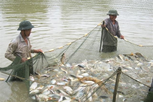 Sự dịch chuyển vùng nuôi thủy sản: Miền bắc nổi lên như một cực tăng trưởng mới