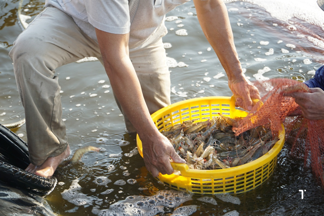 Quản lý dinh dưỡng chủ động: Giải pháp gốc rễ cho vấn đề tôm bỏ ăn