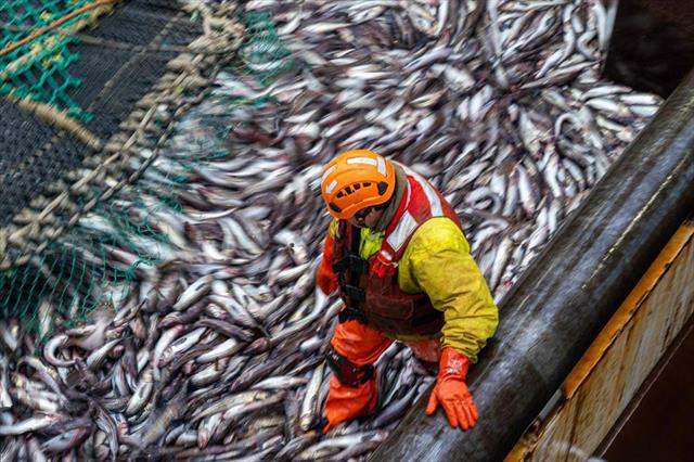 Ngành cá minh thái Alaska đẩy mạnh hoạt động tiếp thị trên toàn cầu Ngành cá minh thái Alaska đẩy mạnh hoạt động tiếp thị trên toàn cầu