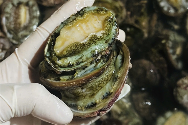 Ngành nuôi bào ngư tại Việt Nam
