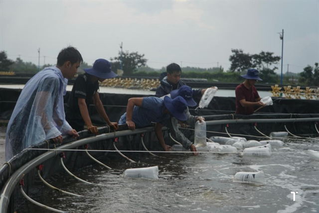 Chiến lược bảo vệ và phục hồi ao tôm sau mưa bão