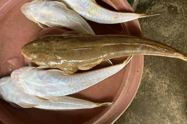 Đặc sản cá chai: Từ loài cá xấu xí đến tinh hoa ẩm thực biển