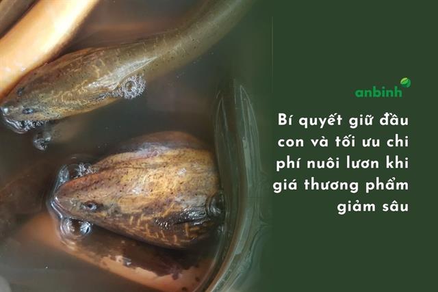 Bí quyết giữ đầu con và tối ưu chi phí nuôi lươn khi giá thương phẩm giảm sâu