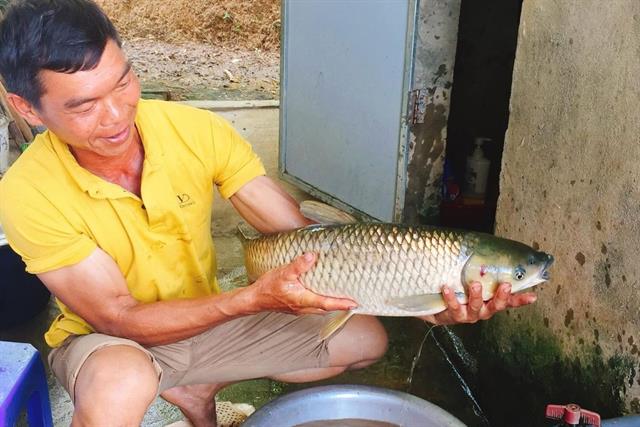 Nuôi cá trắm cỏ bằng cỏ voi: Hướng đi tiết kiệm cho người không có ruộng