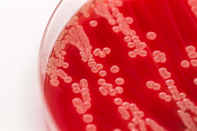 Vai trò khác biệt của từng loài Bacillus trong nuôi tôm