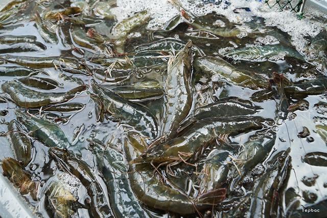 Dự báo nguồn cung tôm và triển vọng thả nuôi vào quý 3/2026 ​