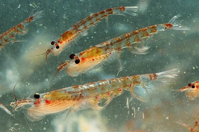 Tiềm năng ứng dụng bột nhuyễn thể vào nuôi trồng thủy sản Tiềm năng ứng dụng bột nhuyễn thể vào nuôi trồng thủy sản