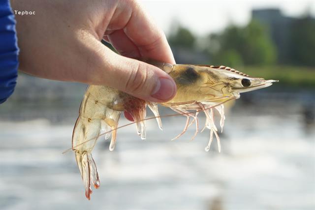 Dùng rong biển và cá rô phi làm sạch nước ao nuôi tôm