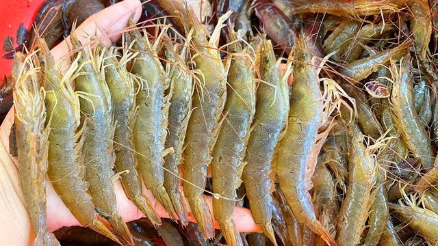 Giá tôm giảm mạnh, người nuôi thấp thỏm nguy cơ thua lỗ ​