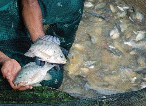Nuôi cá rô phi bằng công nghệ Biofloc Nuôi cá rô phi bằng công nghệ Biofloc