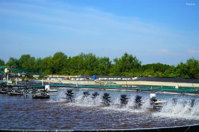 Kinh nghiệm dùng chế phẩm sinh học hiệu quả, tiết kiệm mùa hè Kinh nghiệm dùng chế phẩm sinh học hiệu quả, tiết kiệm mùa hè