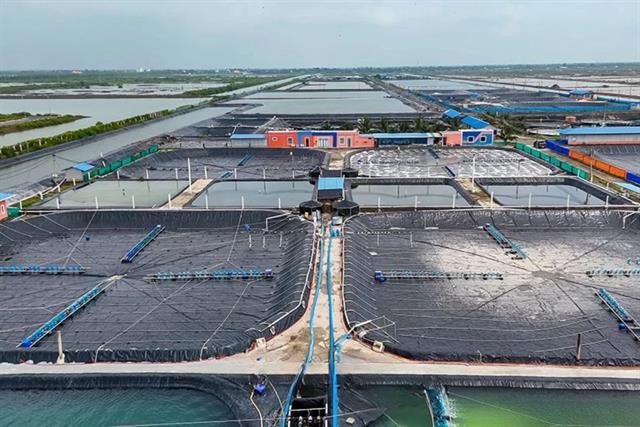 Nền móng xây dựng “thủ phủ” nuôi tôm công nghệ cao