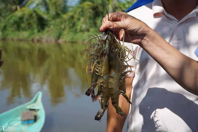 Hiệu quả nuôi tôm quảng canh cải tiến