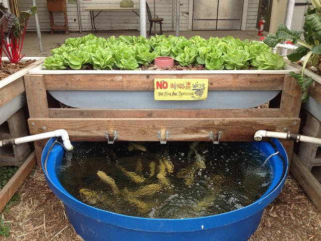 Aquaponics - Cái nhìn của người trong cuộc Aquaponics - Cái nhìn của người trong cuộc