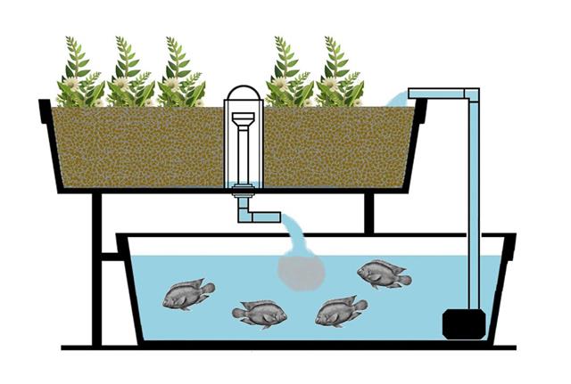 Chương 4 Các mẫu thiết kế cho hệ thống aquaponics  Rau cá sạch Aquaponics