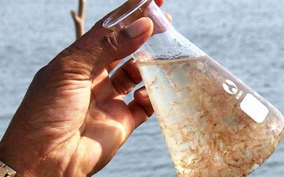 Tìm hiểu nuôi sinh khối artemia bằng nước muối tại trại giống  Aquaculture