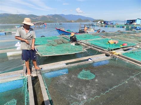 Nuôi cá chim trắng vây vàng, thu hoạch khá, giá ổn định