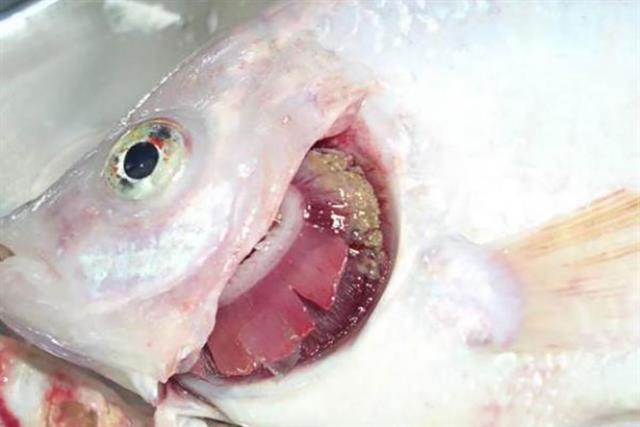 Bệnh thối mang trên cá điêu hồng
