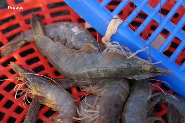 Mức hỗ trợ cho cơ sở thủy sản bị tiêu hủy do dịch bệnh