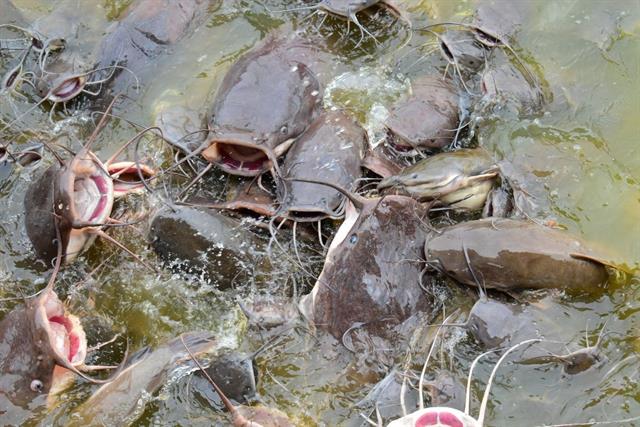 Cảnh báo những loại cá dễ thành ổ chứa ký sinh trùng và kim loại nặng