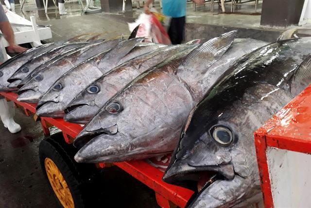 Tạm ngưng quy định kích thước khai thác: Gỡ khó cho ngành thủy sản