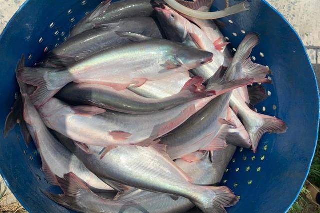 Giá cá tra lập đỉnh lịch sử