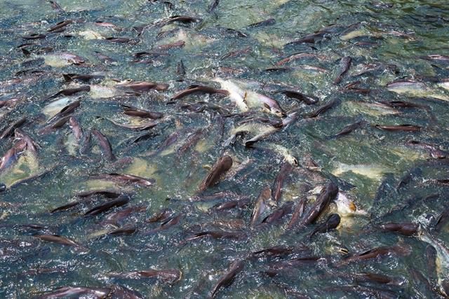 Bức tranh toàn cảnh Thủy sản 2025 và những chuyển dịch cốt lõi