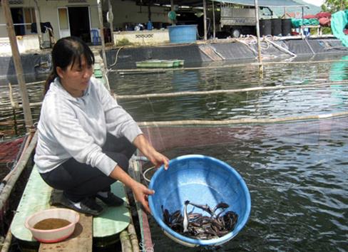 Ăn nên làm ra với cá bớp giống