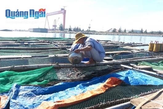 Nuôi cá bớp lồng bè: Hướng đi mới của ngư dân vùng cửa biển Sa Cần