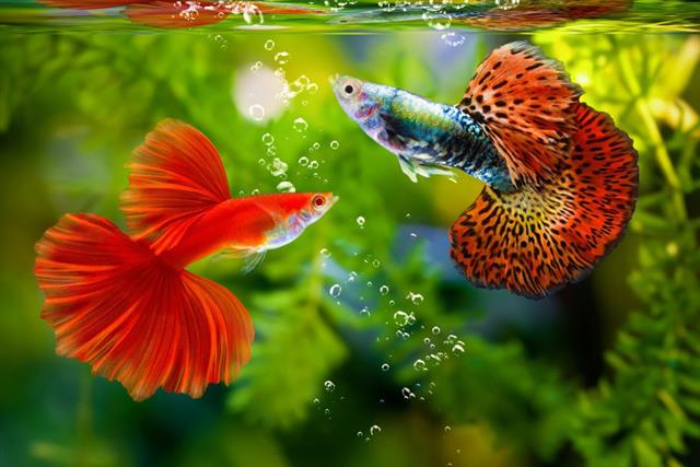 Một số dấu hiệu bệnh thường gặp ở cá, tép cảnh cần chú ý Một số dấu hiệu bệnh thường gặp ở cá, tép cảnh cần chú ý