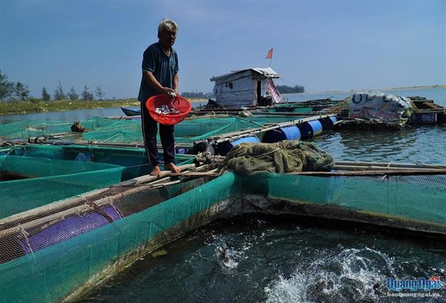 Nuôi cá chẽm vùng nước lợ