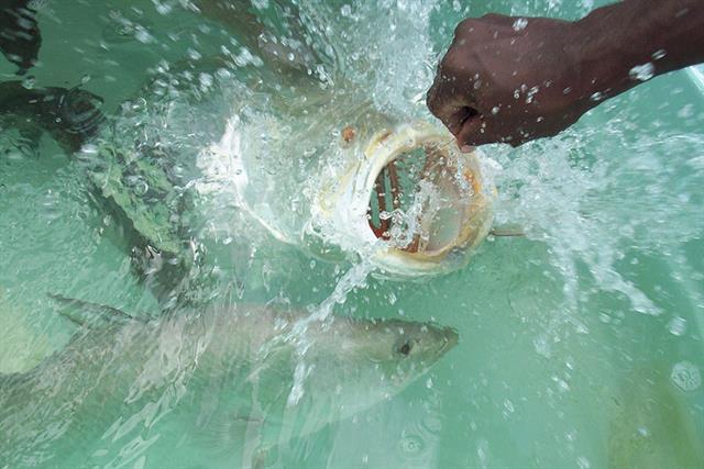 Chìa khóa đảm bảo an toàn sinh học trong hệ thống RAS Chìa khóa đảm bảo an toàn sinh học trong hệ thống RAS