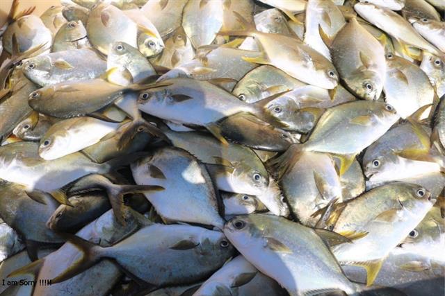 Kỹ thuật nuôi cá chim vây vàng