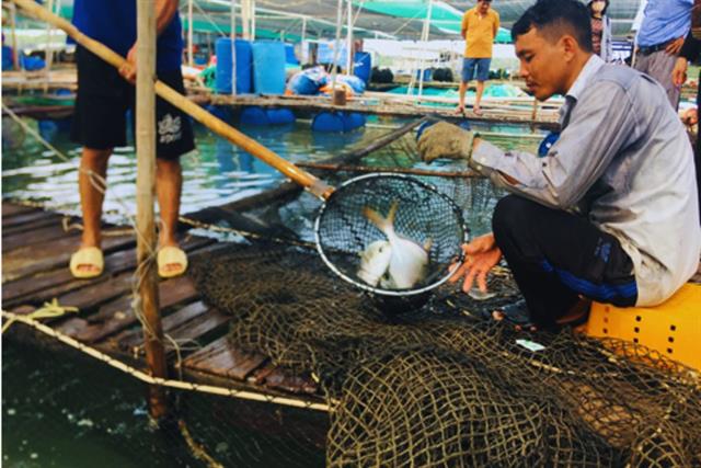 Hướng dẫn một số giải pháp kỹ thuật nuôi cá chim vây vàng trong lồng