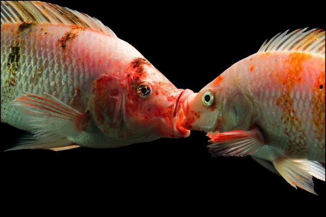 Điều kiện nuôi ảnh hưởng đến sắc tố da cá thế nào? Điều kiện nuôi ảnh hưởng đến sắc tố da cá thế nào?