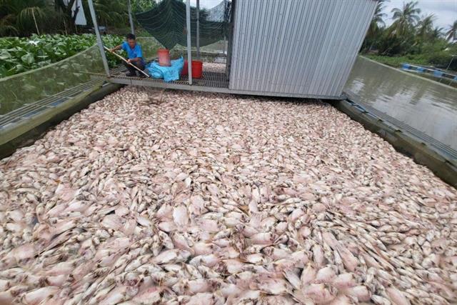 Vì sao hơn 70 tấn cá diêu hồng chết bất thường ở Cần Thơ?