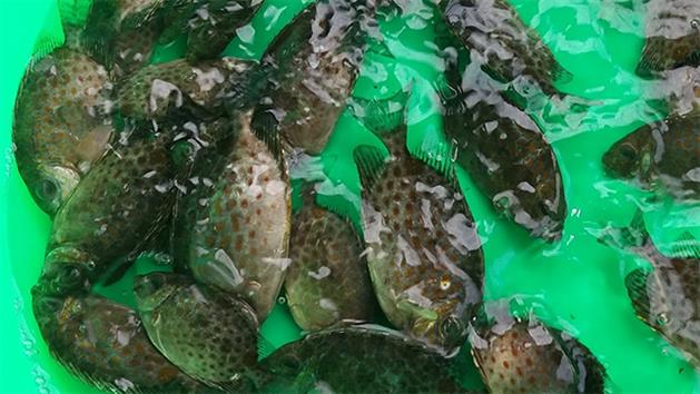 Ương thử nghiệm cá dìa trong ao và lồng nuôi