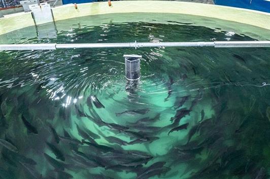 Nuôi cá hồi trong bể cạn - Điều điên rồ thành sự thật Nuôi cá hồi trong bể cạn - Điều điên rồ thành sự thật