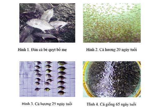 Thử nghiệm ương nuôi cá bè quỵt (Caranx ignobilis) giai đoạn ấu trùng thành cá giống