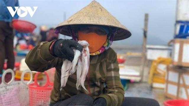 Rộn ràng ra khơi săn loại cá đặc sản, ngư dân Hà Tĩnh thu tiền triệu mỗi ngày Rộn ràng ra khơi săn loại cá đặc sản, ngư dân Hà Tĩnh thu tiền triệu mỗi ngày