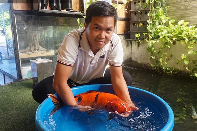 9X nuôi cá koi lãi 500-900 triệu/năm 9X nuôi cá koi lãi 500-900 triệu/năm