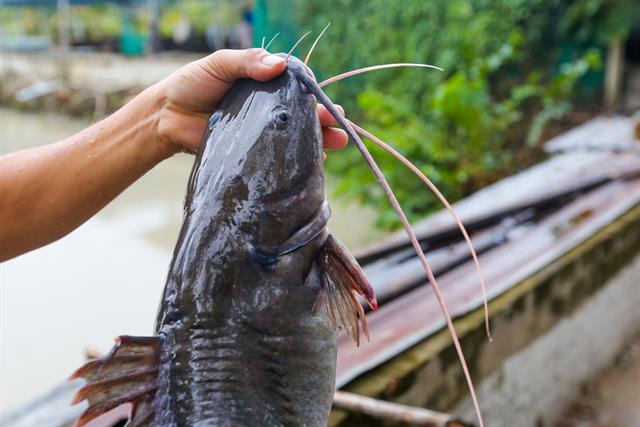 Cá Lăng Trắng  Cá Hoàng Gia