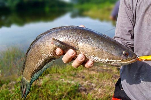 Bệnh đốm trắng nội tạng trên cá lóc Bệnh đốm trắng nội tạng trên cá lóc