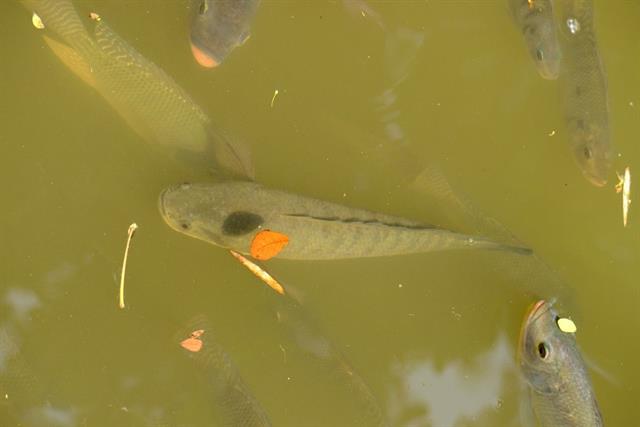 Tại sao cá lóc hay ăn thịt lẫn nhau? Kỹ thuật lọc cỡ để không bị hao hụt số lượng