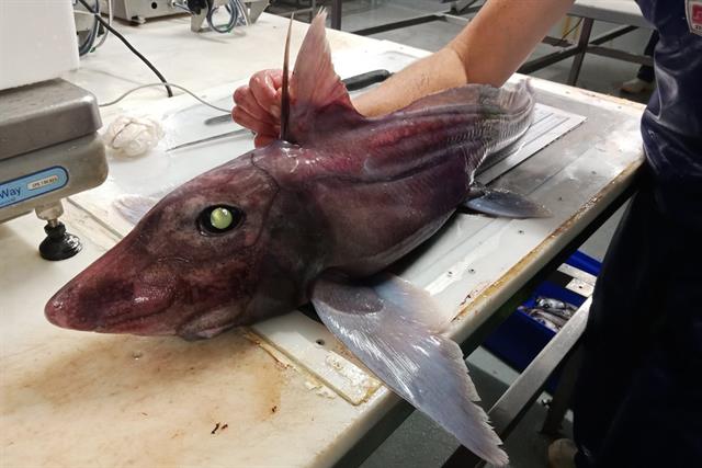 Lần đầu tiên phát hiện một "em bé" cá mập ma Lần đầu tiên phát hiện một "em bé" cá mập ma