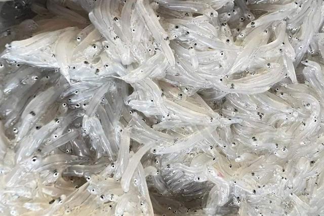 Loại cá mờm cơm: Từ món ăn bình dân đến đặc sản xuất khẩu
