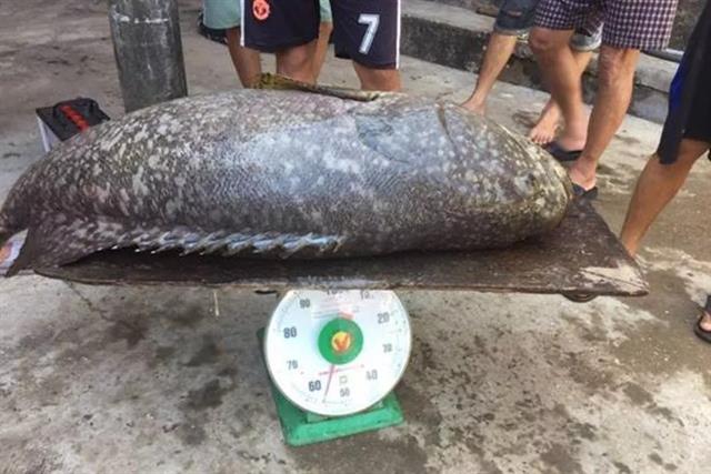 Thu hoạch cá mú nuôi nặng hơn nửa tạ