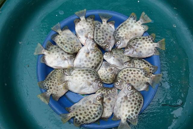 Ương giống cá nâu sử dụng thảo dược